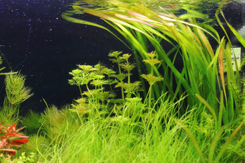 植栽から23日目　バリスネリア　スピラリス